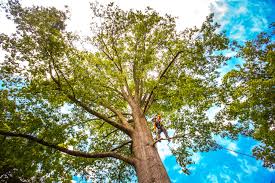 Best Commercial Tree Services  in Fobes Hill, WA