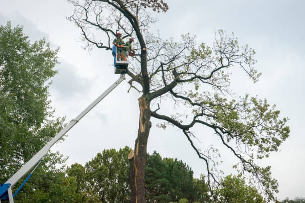 How Our Tree Care Process Works  in  Fobes Hill, WA